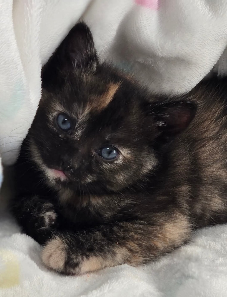 Olivia, an adoptable Domestic Short Hair in Salinas, CA, 93905 | Photo Image 6