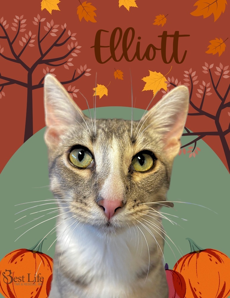 Elliott, an adoptable Domestic Short Hair in Salinas, CA, 93905 | Photo Image 1