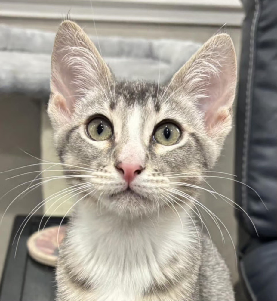 Elliott, an adoptable Domestic Short Hair in Salinas, CA, 93905 | Photo Image 2