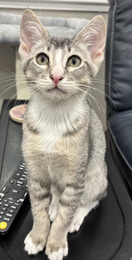 Elliott, an adoptable Domestic Short Hair in Salinas, CA, 93905 | Photo Image 3