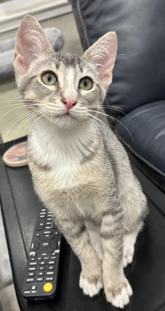 Elliott, an adoptable Domestic Short Hair in Salinas, CA, 93905 | Photo Image 4