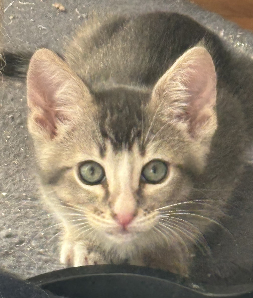 Elliott, an adoptable Domestic Short Hair in Salinas, CA, 93905 | Photo Image 5