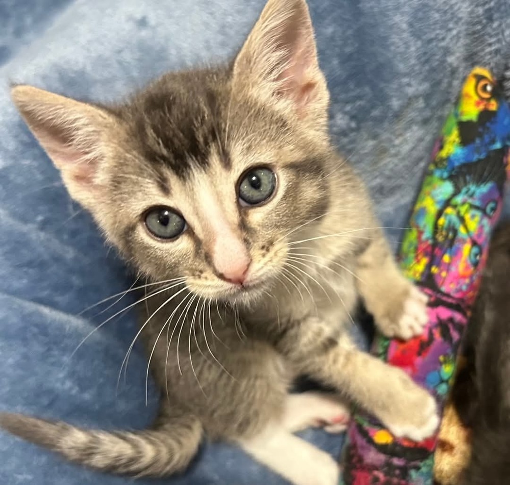 Elliott, an adoptable Domestic Short Hair in Salinas, CA, 93905 | Photo Image 6