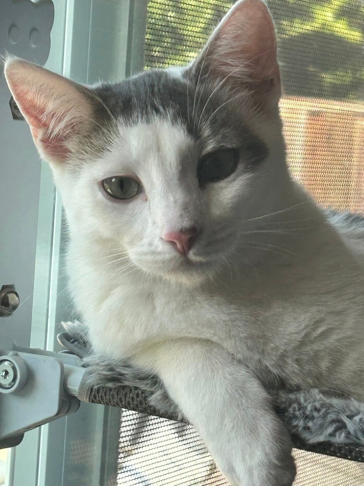 Carusi, an adoptable Domestic Short Hair in Salinas, CA, 93905 | Photo Image 1