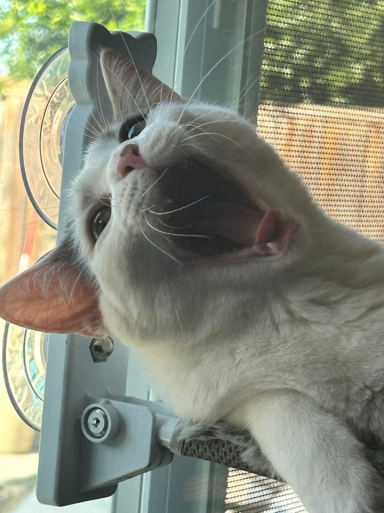 Carusi, an adoptable Domestic Short Hair in Salinas, CA, 93905 | Photo Image 2