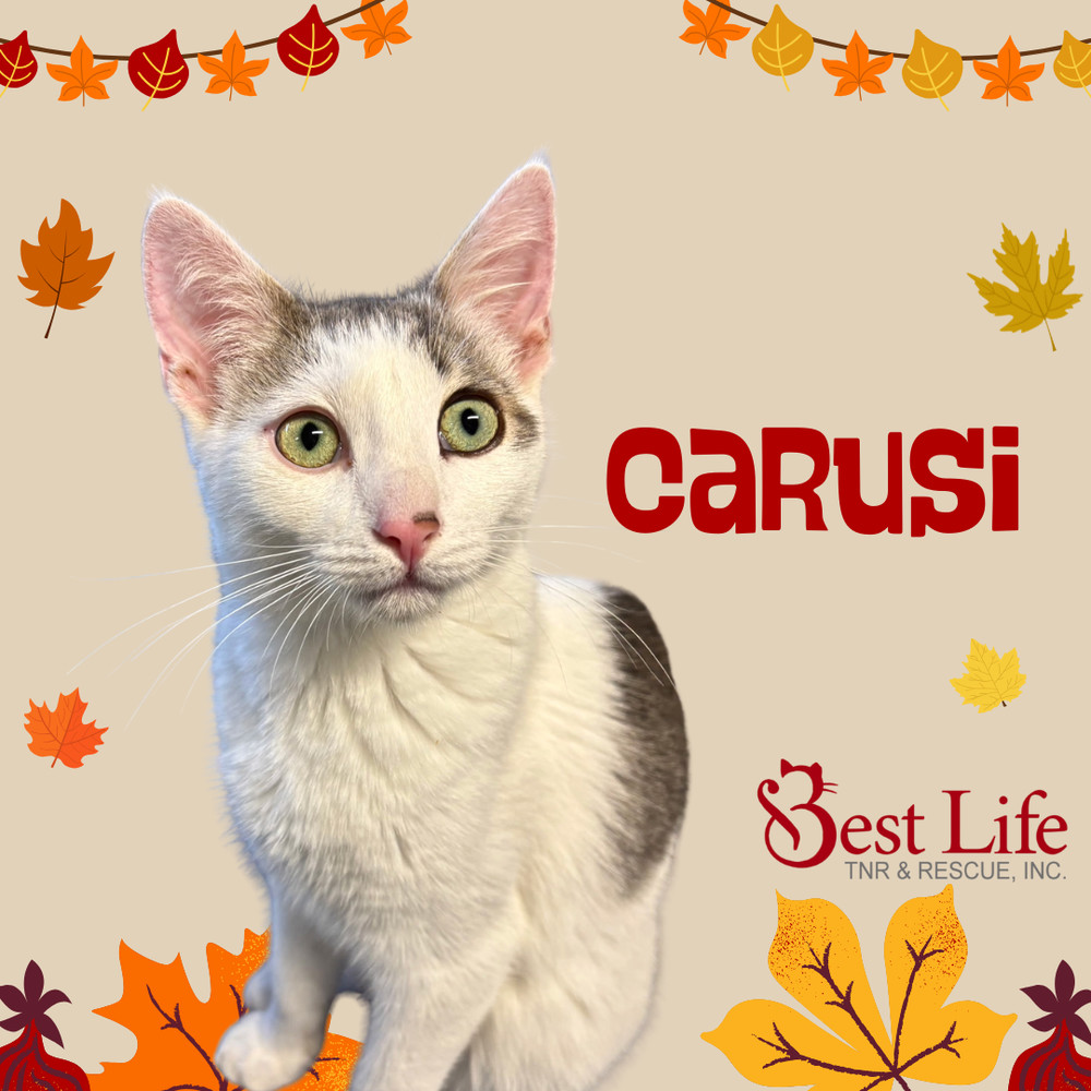 Carusi, an adoptable Domestic Short Hair in Salinas, CA, 93905 | Photo Image 3