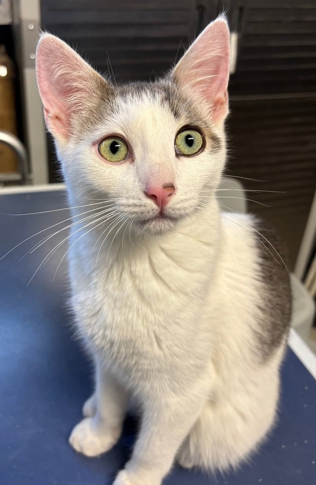Carusi, an adoptable Domestic Short Hair in Salinas, CA, 93905 | Photo Image 4
