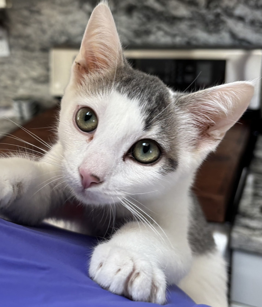 Carusi, an adoptable Domestic Short Hair in Salinas, CA, 93905 | Photo Image 5