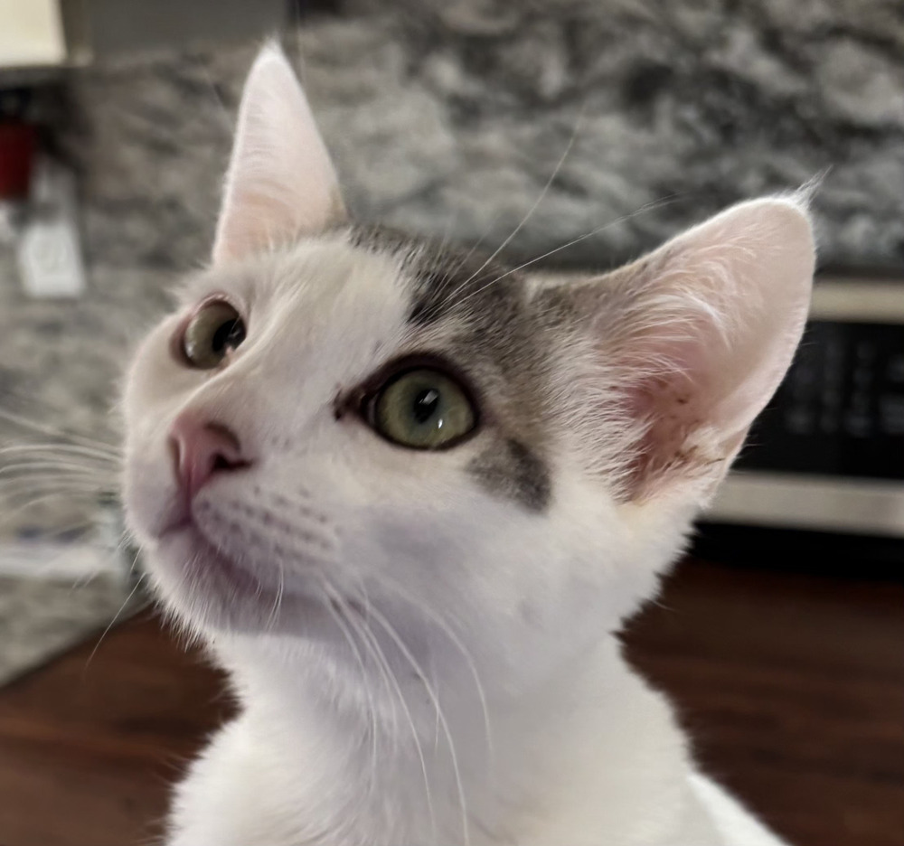 Carusi, an adoptable Domestic Short Hair in Salinas, CA, 93905 | Photo Image 6