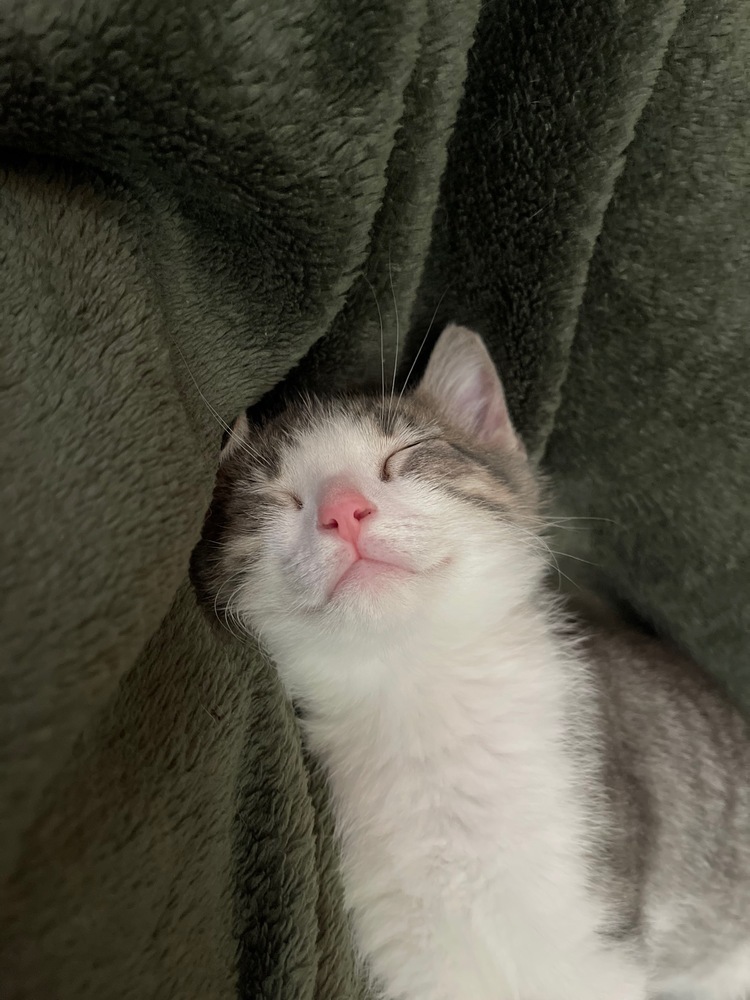 Jar Jar Binx 7390