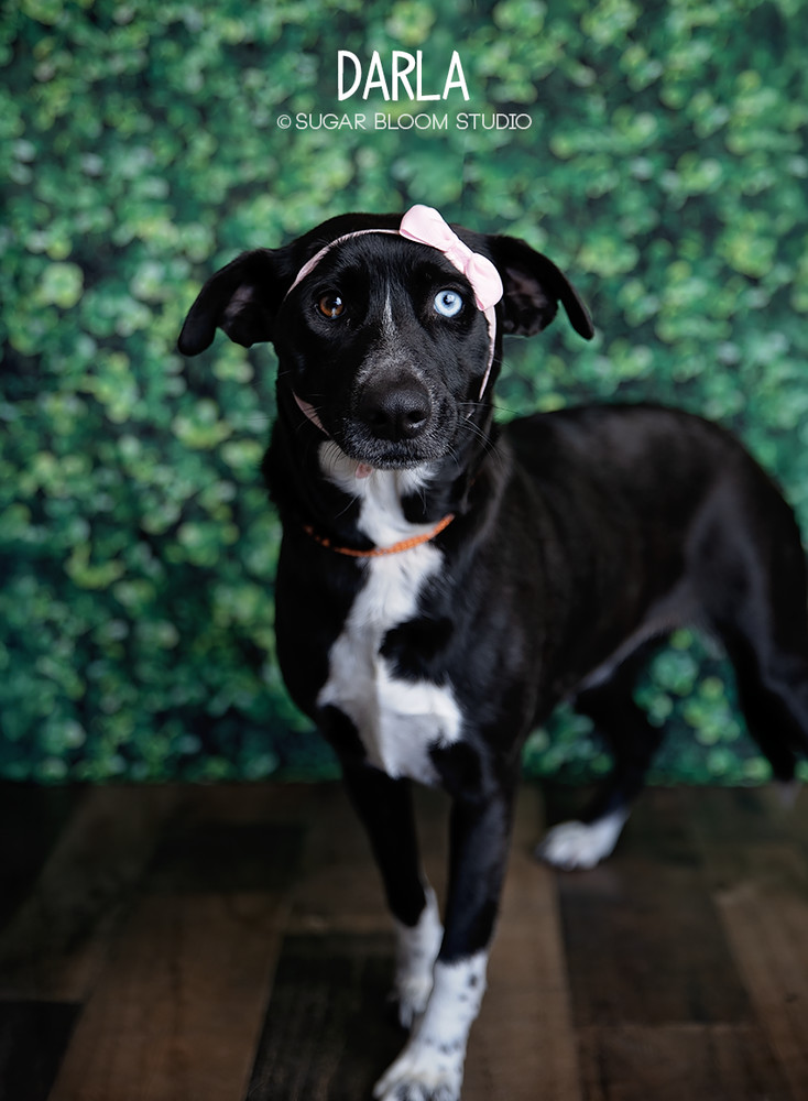 Darla