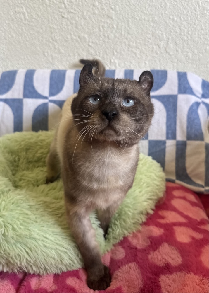 Mr. Little Ears