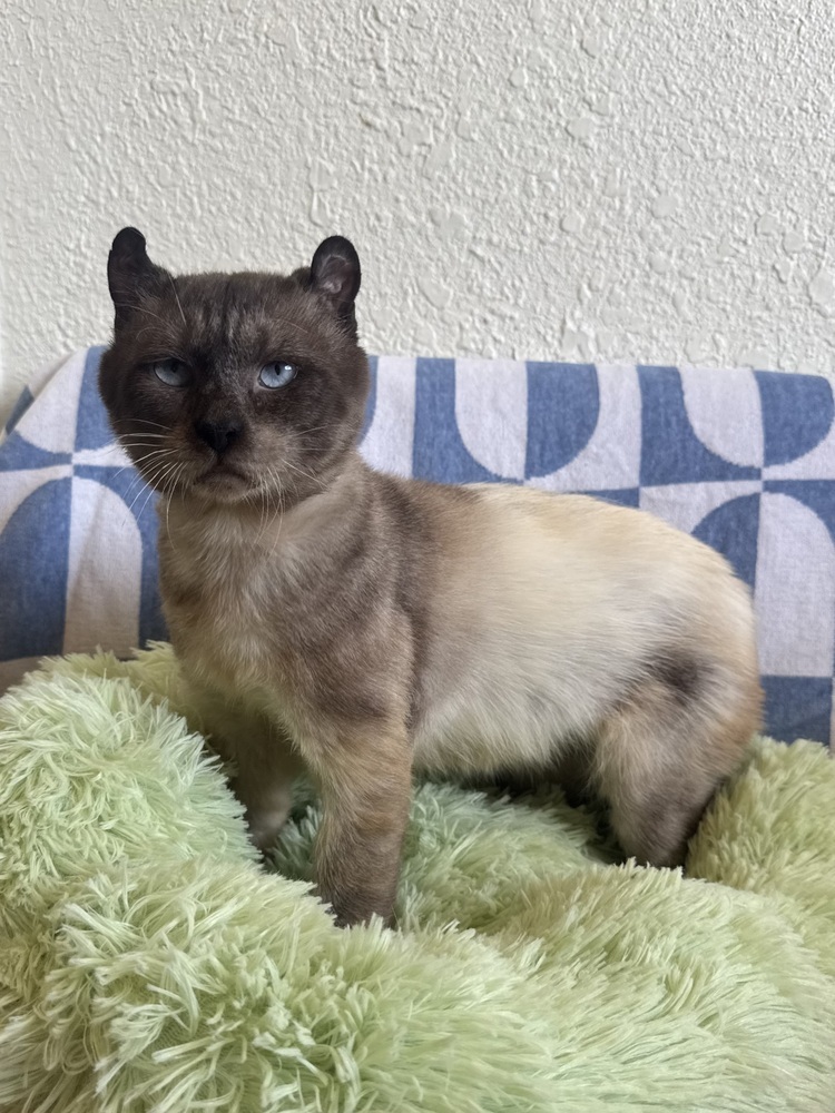 Mr. Little Ears