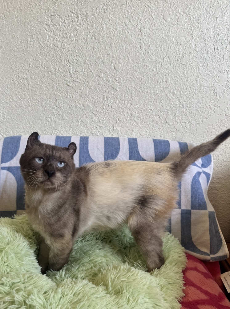 Mr. Little Ears