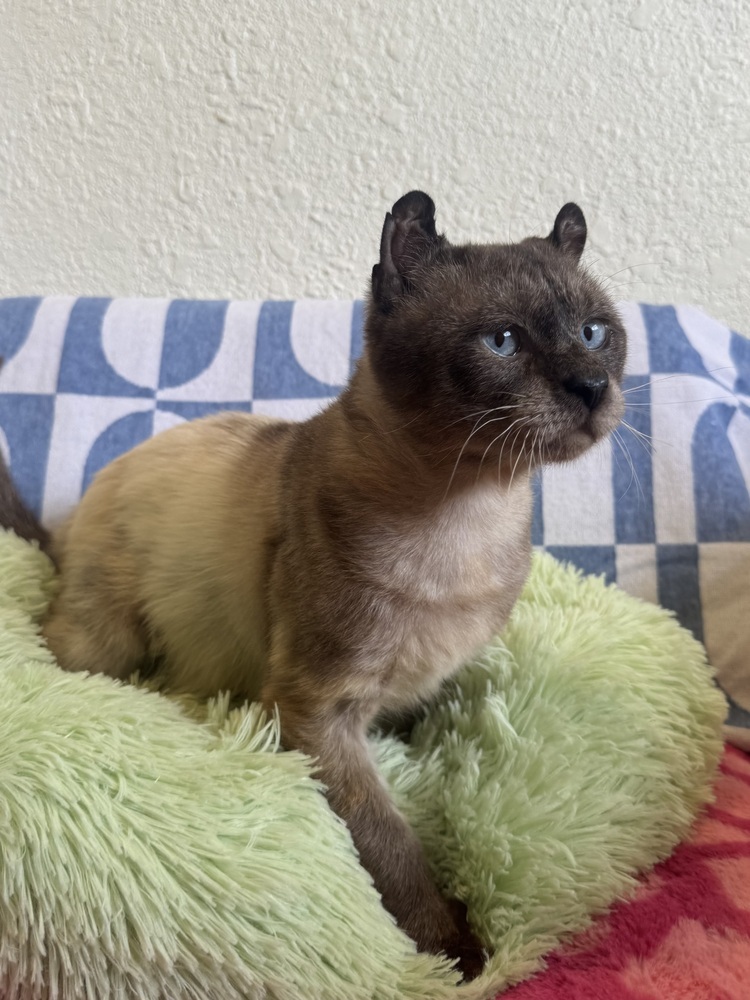 Mr. Little Ears