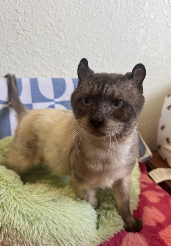 Mr. Little Ears
