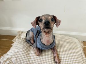 Meet Bonsai At just 6 lbs this little nugget is brimming with joy even as she tackles a severe sk