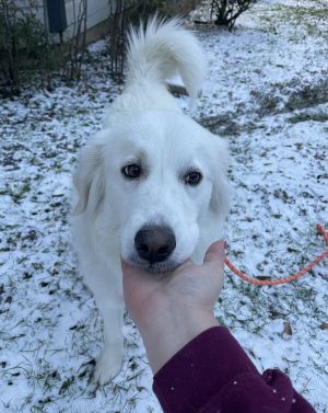Winnie HTX, Adult Female Great Pyrenees