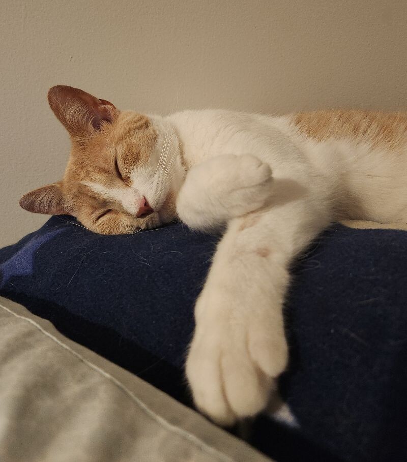 Rye