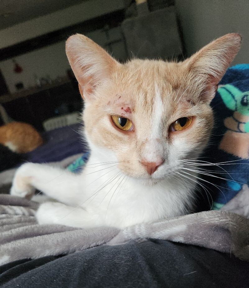 Rye