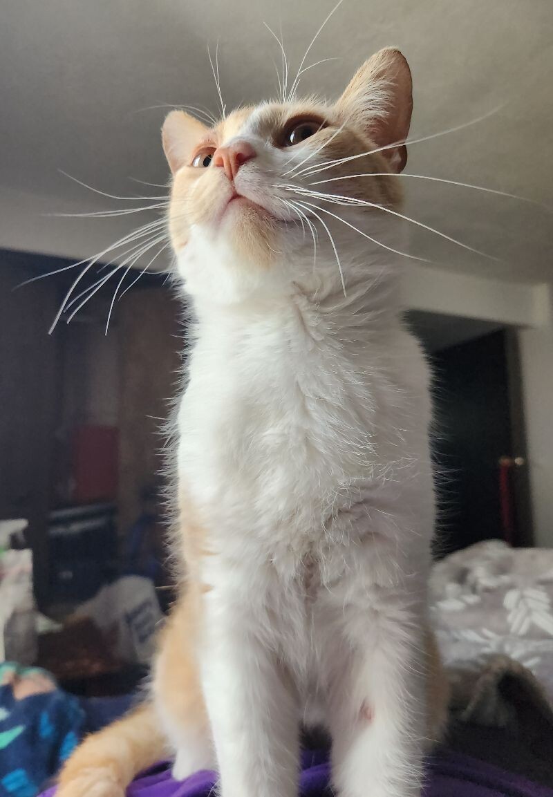 Rye