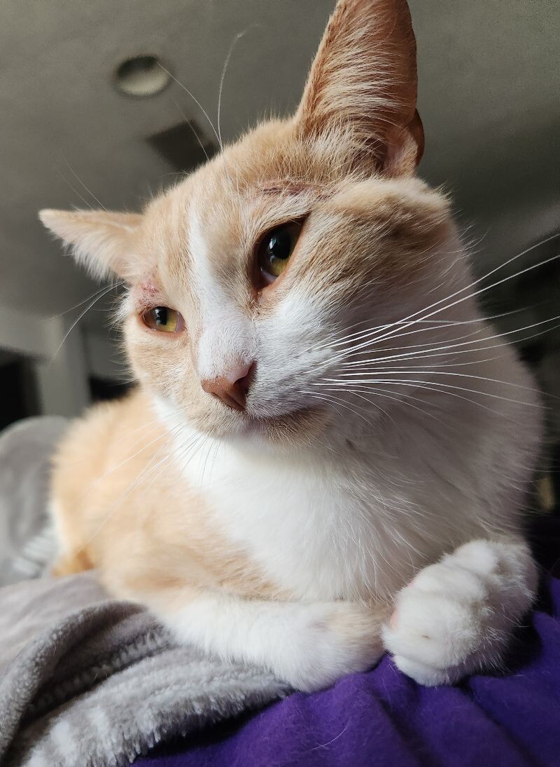 Rye