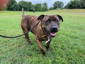Azula lost his owner two weeks ago and finds himself in need of a new Mom or kind family Hes