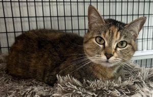Mallory, Adult Female Domestic Short Hair