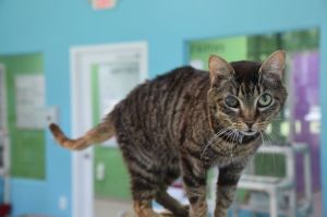 Honey Bean Domestic Short Hair Cat