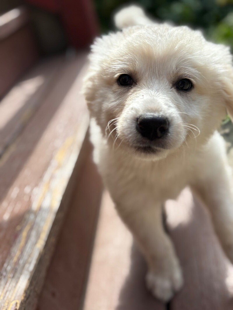 Ed