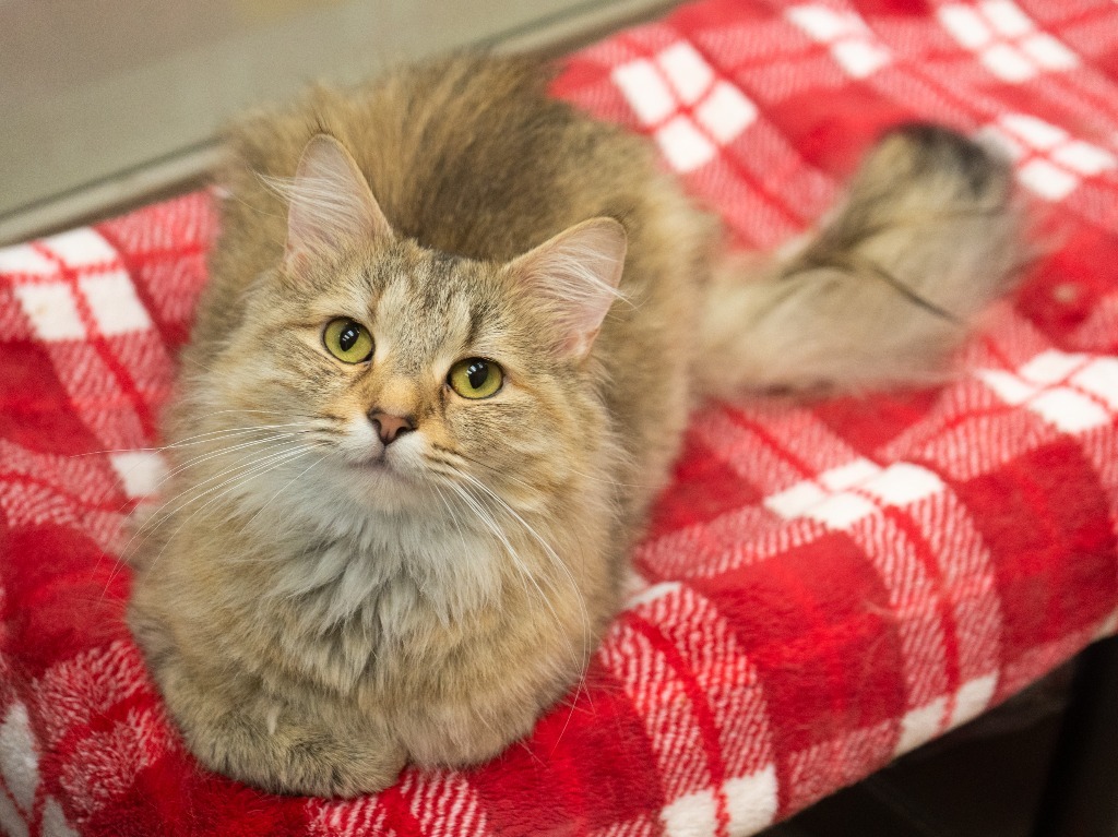 Tilly *Bonded with Fez