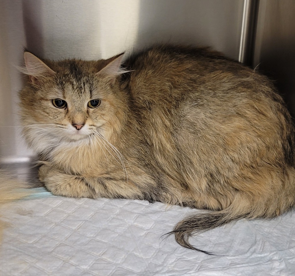 Tilly *Bonded with Fez