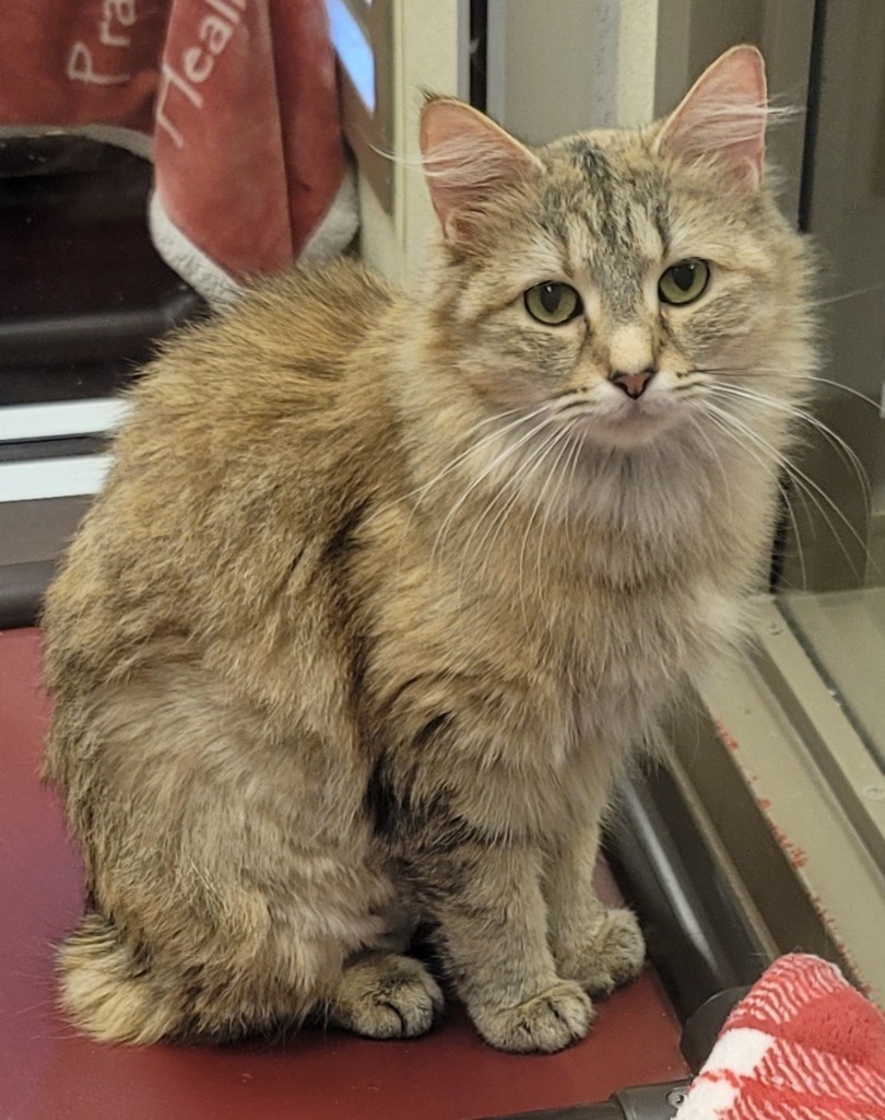 Tilly *Bonded with Fez