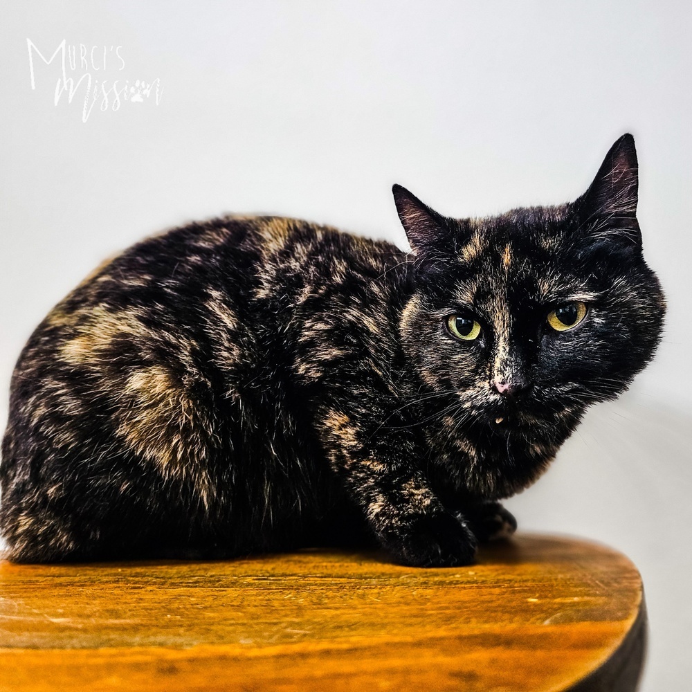 Melissa Auf Der Meow