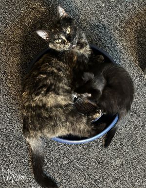 Meet Melissa Auf Der Meow She is a real mother grunger successfully raising a happy and healthy br