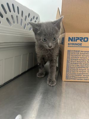 I am very cute and sweet Please give me a forever homeAll adopters must be  21 years old live