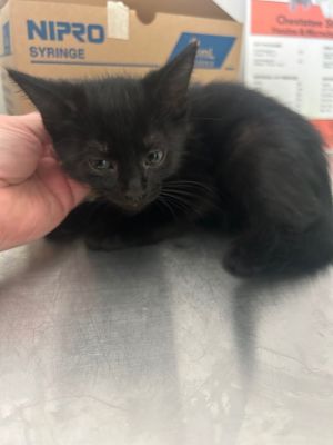 I am very cute and sweet Please give me a forever homeAll adopters must be  21 years old live