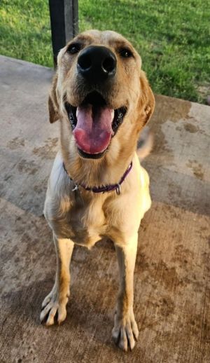 Vin, Young Male Labrador Retriever