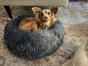 Champion is a 9 month old 9-pound male ChihuahuaTerrier mix from ALABAMA He has adjusted very wel