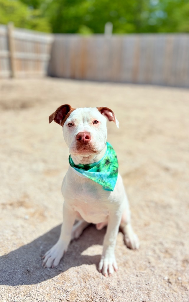 Goose, an adoptable Bullmastiff, Mixed Breed in Muskegon, MI, 49442 | Photo Image 1
