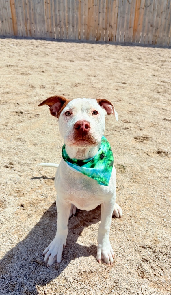 Goose, an adoptable Bullmastiff, Mixed Breed in Muskegon, MI, 49442 | Photo Image 3