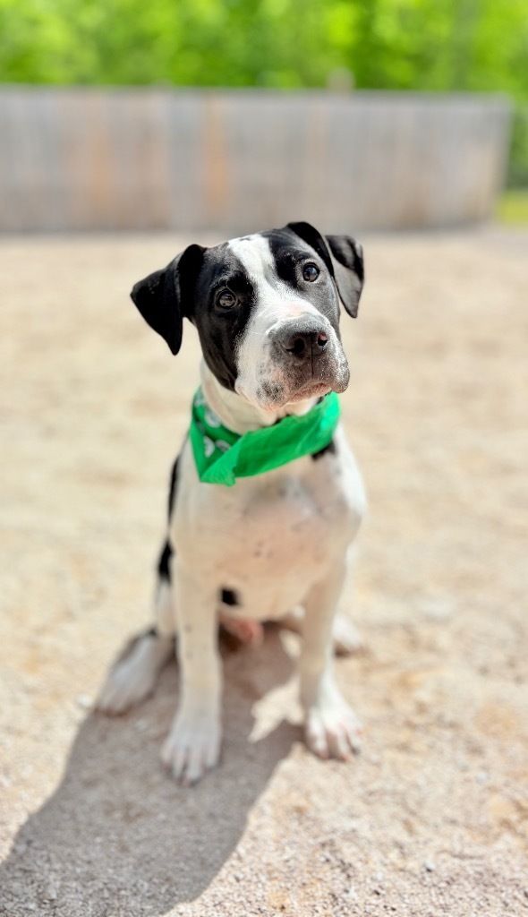 Maverick 2, an adoptable Bullmastiff, Mixed Breed in Muskegon, MI, 49442 | Photo Image 1