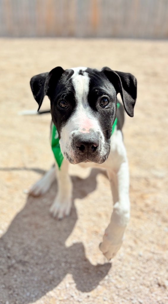 Maverick 2, an adoptable Bullmastiff, Mixed Breed in Muskegon, MI, 49442 | Photo Image 2