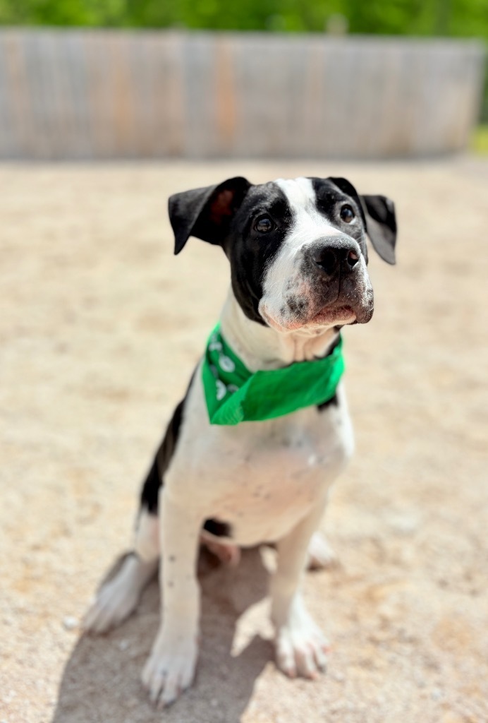 Maverick 2, an adoptable Bullmastiff, Mixed Breed in Muskegon, MI, 49442 | Photo Image 3