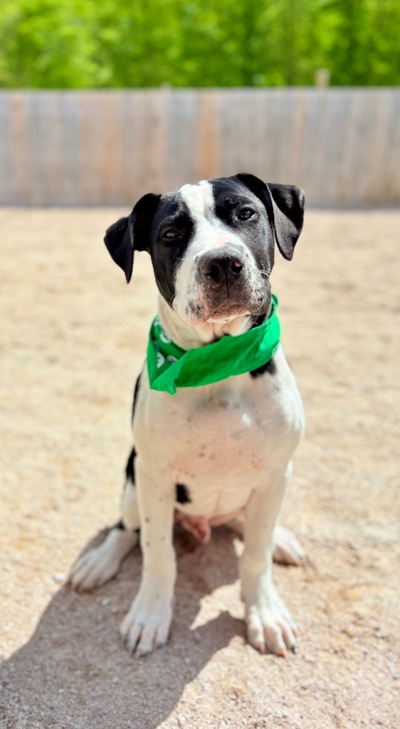 Maverick 2, an adoptable Bullmastiff, Mixed Breed in Muskegon, MI, 49442 | Photo Image 4