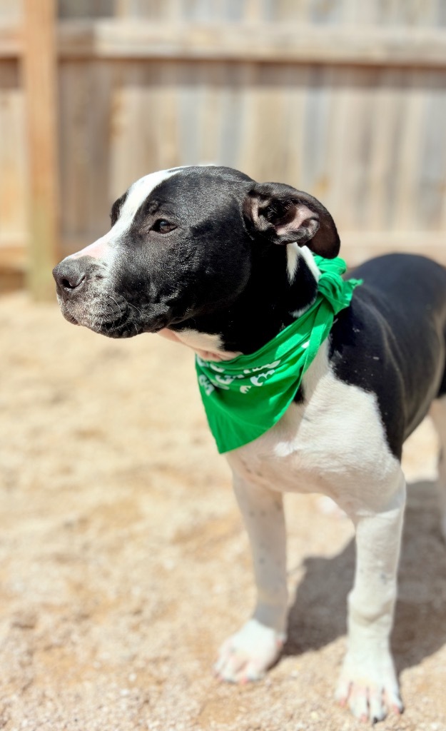 Maverick 2, an adoptable Bullmastiff, Mixed Breed in Muskegon, MI, 49442 | Photo Image 5