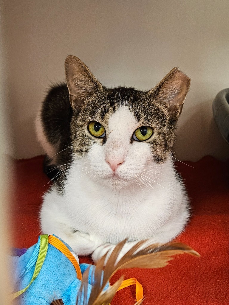 Stinky (old gray station)