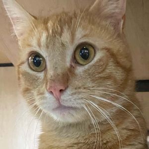 Mango dropped by his rescuers home for dinner one day and decided to stay Active and affectionate