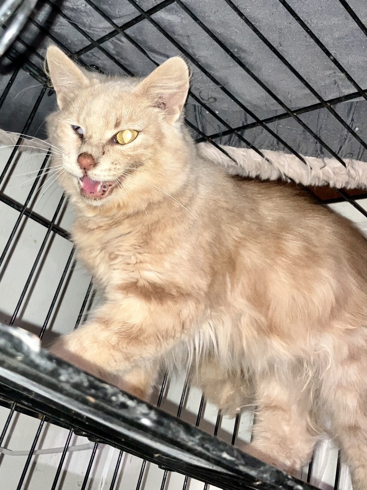 Dandelion - semi-feral