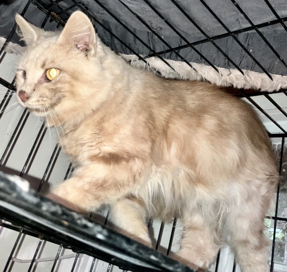 Dandelion - semi-feral